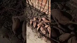 First Ever Sweet potato harvest Give me some tips in the comments #gardening #sweetpotato #shorts