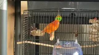 Red factor canary&rsquo;s gentle song 