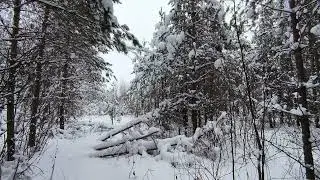 Заснеженный лес. ч.3. Январь 2026