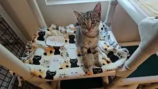 Shelter Kitten Hunter Wants Spotlight ONLY on HIMSELF! [REAL]