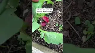 No lettuce?&hellip; no worries 😉 throw in radish leaves. #novicegardener  #southernhemispheregardening