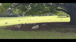 So relaxing just watching these sheep grazing at Cornwall Park in Auckland, NZ