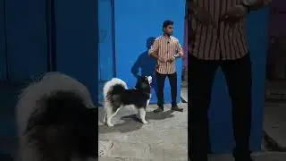 Babloo - The Husky basic obedience training
