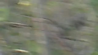 Werewolf back, Varulv Film Clip from EliasWolf77