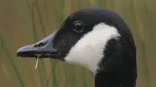 New series: Peckish for Esme of Yarrow Valley (Ep4) (8K)