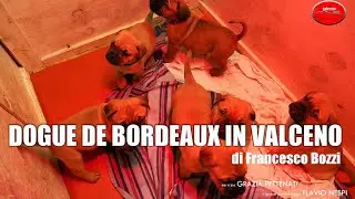 DOGUE DE BORDEAUX IN VALCENO di Francesco Bozzi