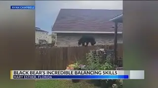 Bear balances on home fence in Mary Esther, Florida