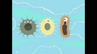 amoebas e1 s1