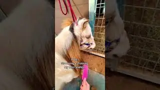 Training my Mini Stallion 🐴 #horse #equestrian #pony #pets #animals #shorts