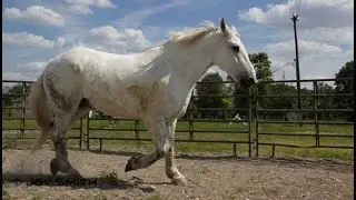 IMPD horse put down due to age and pain