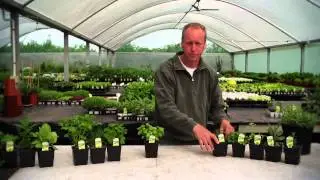 How to Grow Dry Loving Herbs & Planting Companion Plants round Tomatoes | Organic Edible Garden