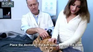 B-Cure Laser Vet Treatment Guide: Knee Arthritis