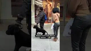#blind #man and #shadow the #dog #funny #animals #fyp #shorts #entertainment