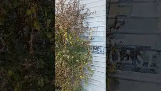 Baltimore & Ohio Railroad TOFC Trailer at Princeton Indiana