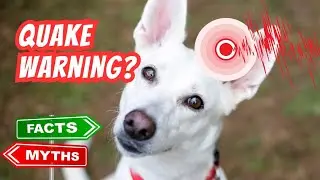 Can Your Pet Predict Earthquakes?