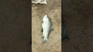 katala fishing 9kg