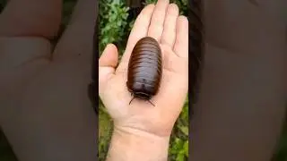What insect is this? It's so big #bug #giantbug #insects #giant
