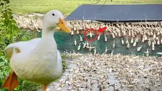The Duck Vietnamese countryside scene with more than 2000 ducks laying eggs in the coop