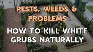 How to Kill White Grubs Naturally