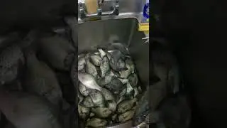 How many FISH can you count?! #fish #shorts