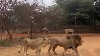 Two Lion Clash in Explosive Territorial Fight | wild animals | 