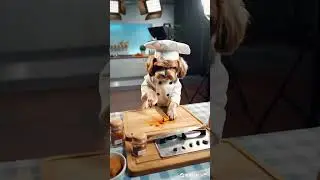 #dogchef #CookingWithDogs  #cheflife #doglover #CookingShow #funnydogs  #DogCooking #adorableanimals