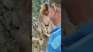 Golden snub-nosed monkey. Harmonious coexistence between humans and animals. #pubg