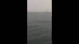 The sounds of the dolphins (shared by HKDCS intern Hilary)