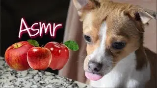 My dog eating apples