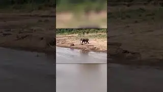 Two Giants, One Waterhole &mdash; Let the Funny Battle Begin!
