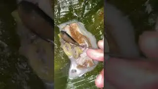 Bongko kopyor khas Gresik 🤤
