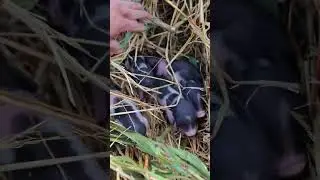 Cowardly Little Pig Girl # Self Breeding and Self raising Mother Pig胆小的小猪妹 #自繁自养母猪