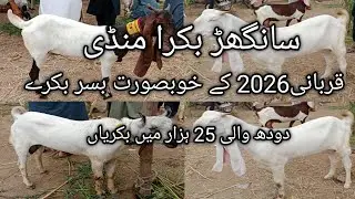 Sanghar Bakra Mandi new latest update dood wali bakriya mix breed Qurbani 2026 K Bakray Date.14.8 25
