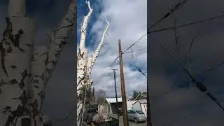 Hazardous, dead Birch tree removal, Yakima WA