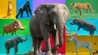 Safari Animal Sounds Song 🦁🐘 | Fun Jungle Music for Toddlers | Nursery Rhymes by Nasry Rahim