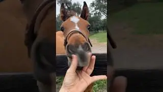 Любите жеребят? #equestrian #horse #horseriding #vlogs