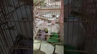#animals #animalpak #viralvideo #birds #animalpk517 #wildanimals #viral #animalpointpk