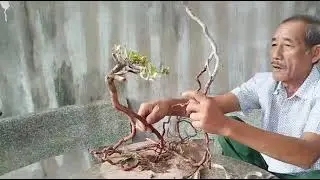 M331 gl l&ocirc; 2 c&acirc;y ma dương 100k Lh0707713796 Khương bonsai 