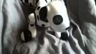 DON'T BUY ZOOMER THE DOG!!