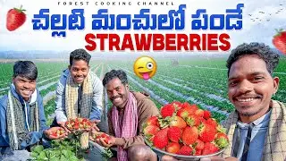 Strawberry 🍓 మంచులో పండే ఎర్రటి స్ట్రాబెర్రీ | Araku | Forest Cooking Channel