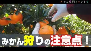 【10月中旬～】みかん狩り・みかんの収穫方法／初めての方へ