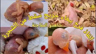 انقاذ فرخ ببغاء فائق الجمال من الموت سقط من عشه وجرح برأسه اعتنينا به 4 شهور | parrot Durra voice