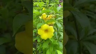 So fresh to watch the Yellow Trumpet flower in Rain