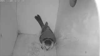 [21/11/2025] First Overnight Stay! Blue Tit Finally Roosts for the Night ❄️ | Season 2 Begins?
