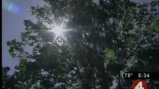 Destructive beetle consumes more of NY