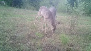 Setting Up My Trail Cams For The Year | Trail cam Monday Episode #7