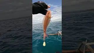 Bait and Wait (shrimp bait) #fishing #baitandwait  fishingvideo #catchingfish #baitcaster