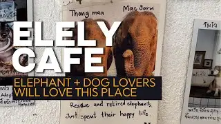 Кафе для любителей животных в Чиангмае &mdash; Elely Cafe