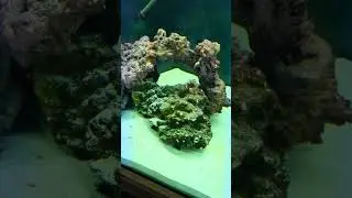 Lower your Nitrates beginning with Red Sea Algae Management Part 1