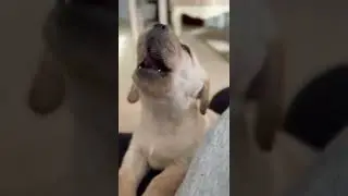 OMG! This Lab puppy crying is too much! ❤️ #shorts #tiktokpuppy #cutepuppies